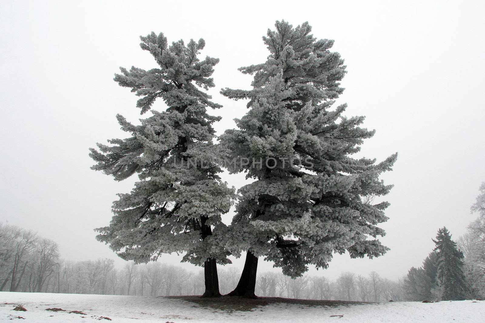 Snowy tree, alone in the snowy field