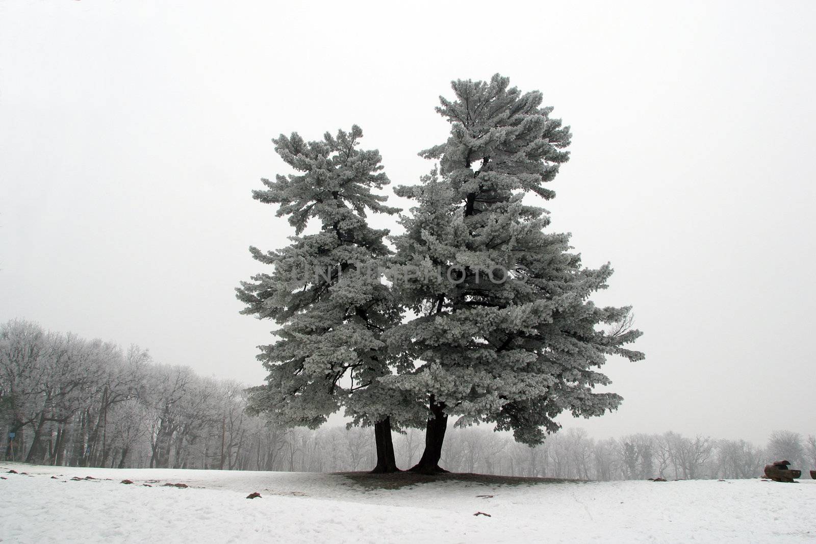 Snowy tree, alone in the snowy field