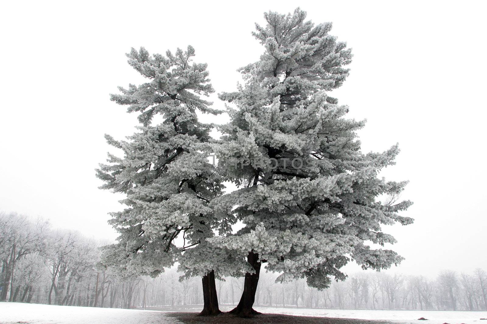 Snowy tree, alone in the snowy field