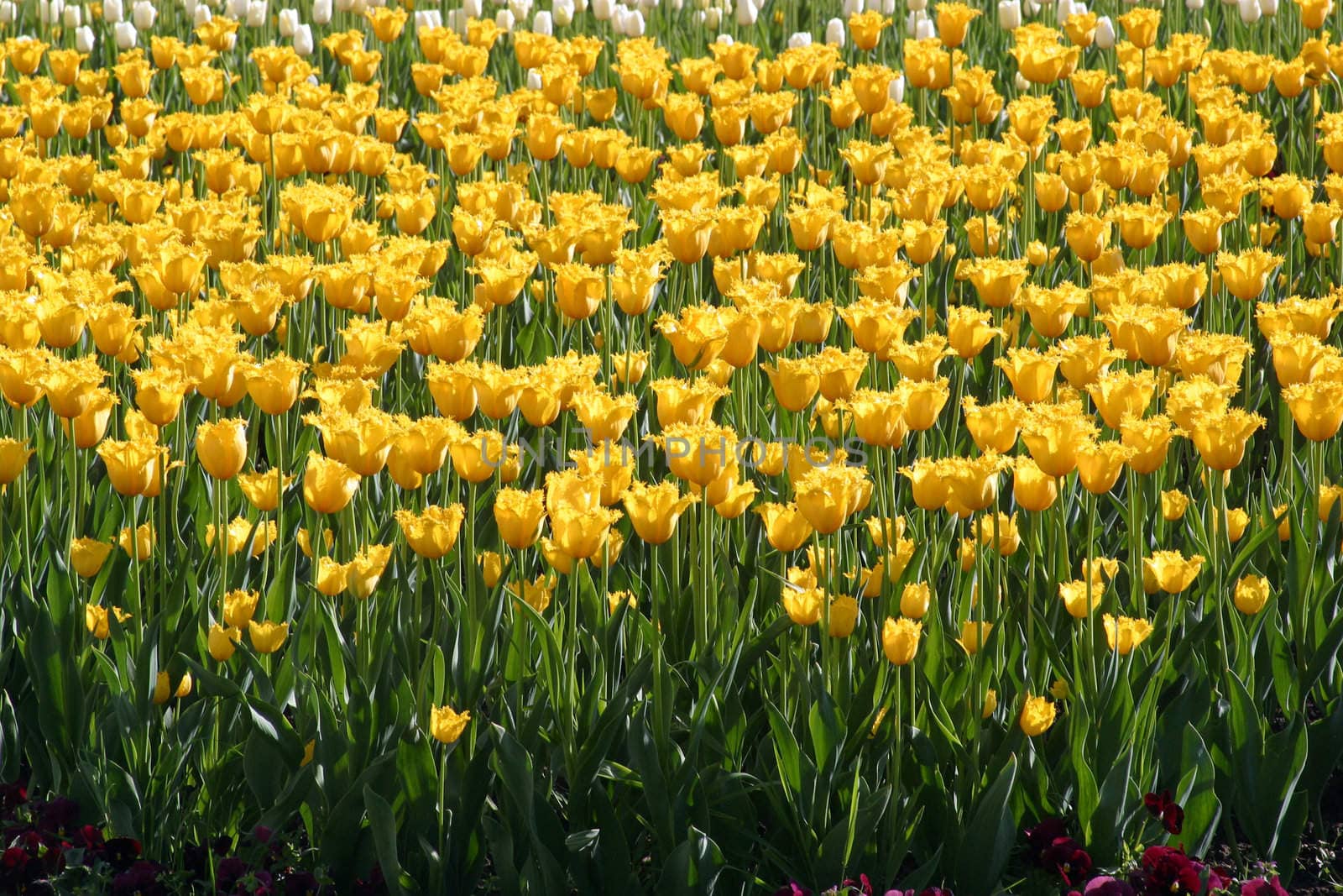 Tulips in full bloom