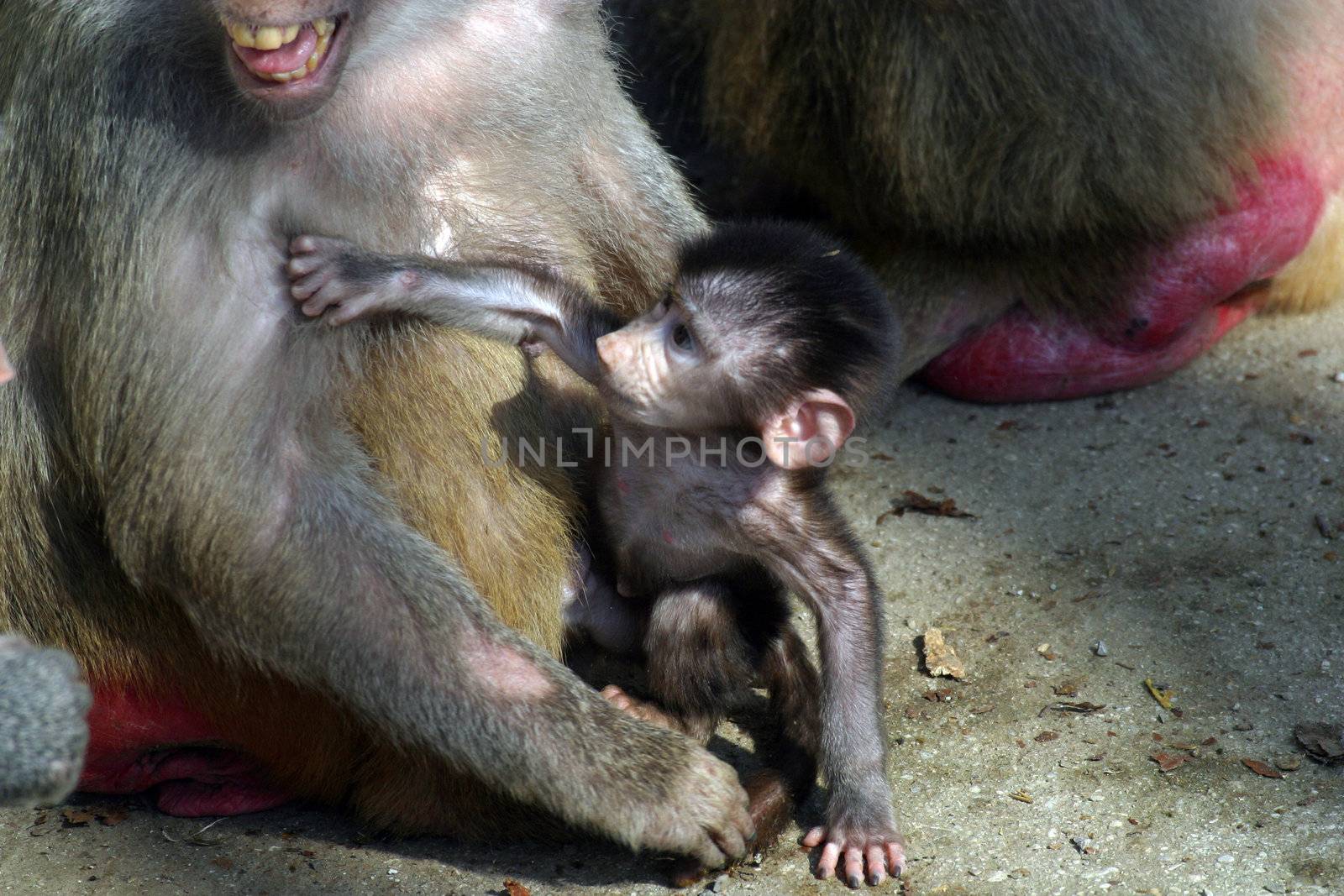 Monkeys