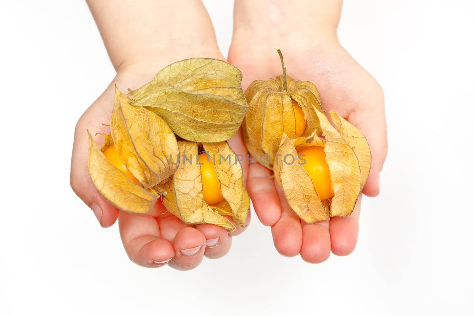 Child's hands holding physalis fruit on white background
