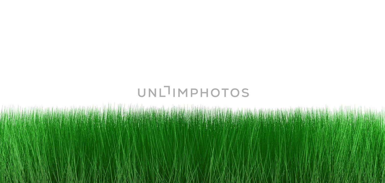 grass isolated on white background 