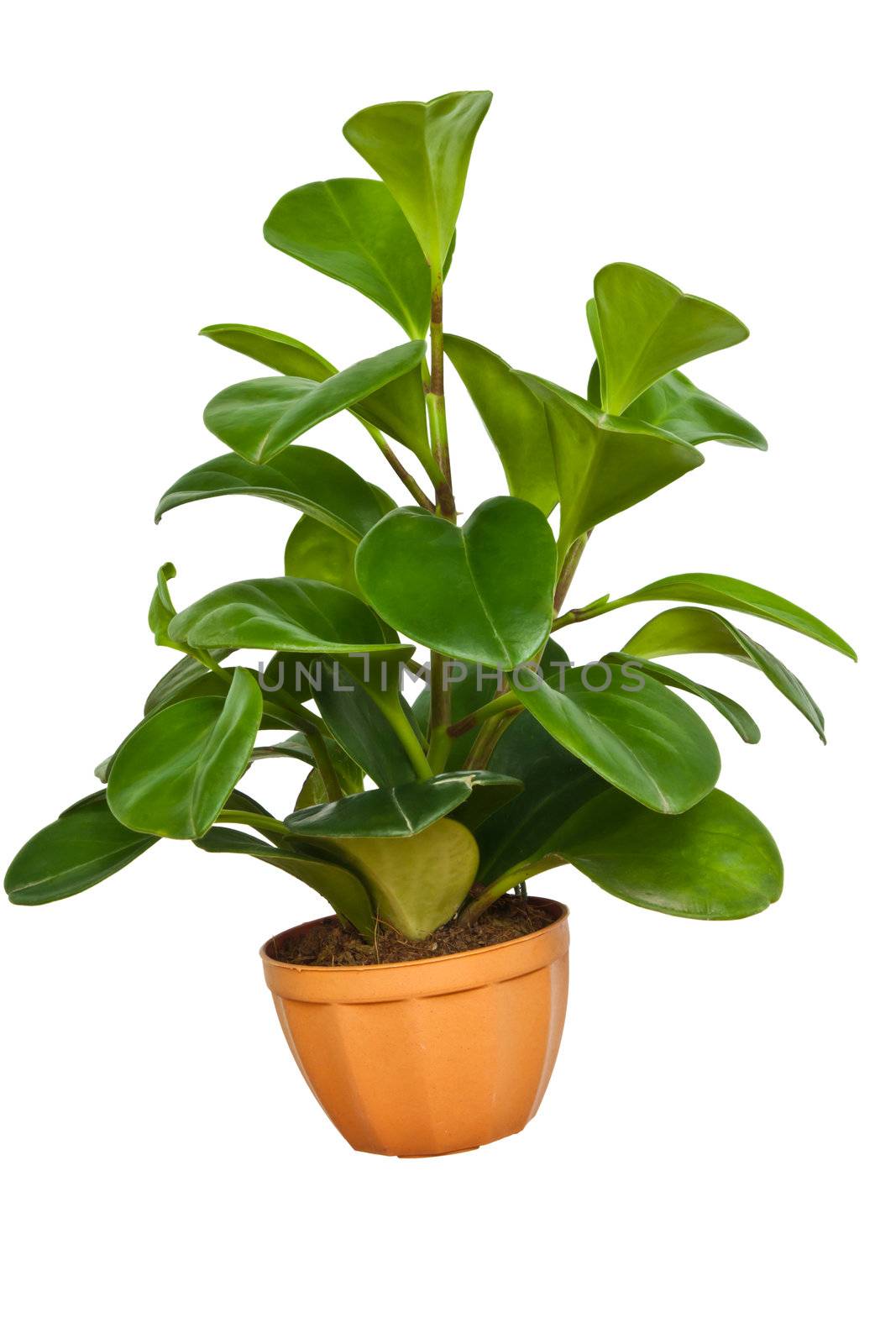 Green houseplant isolated on the white background