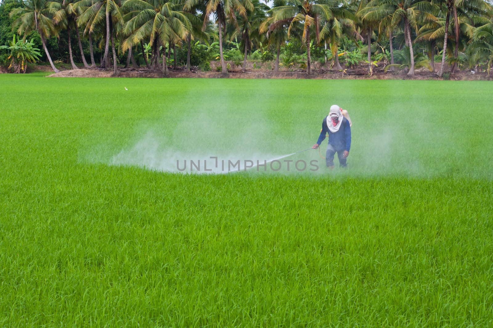 Farmer spraying pesticide by ta_khum