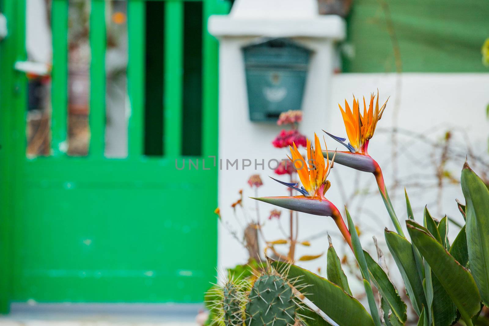 Photo of a bird of paradise flower Strelitzia, the growing front of the villa with a green gate, Canary Islands