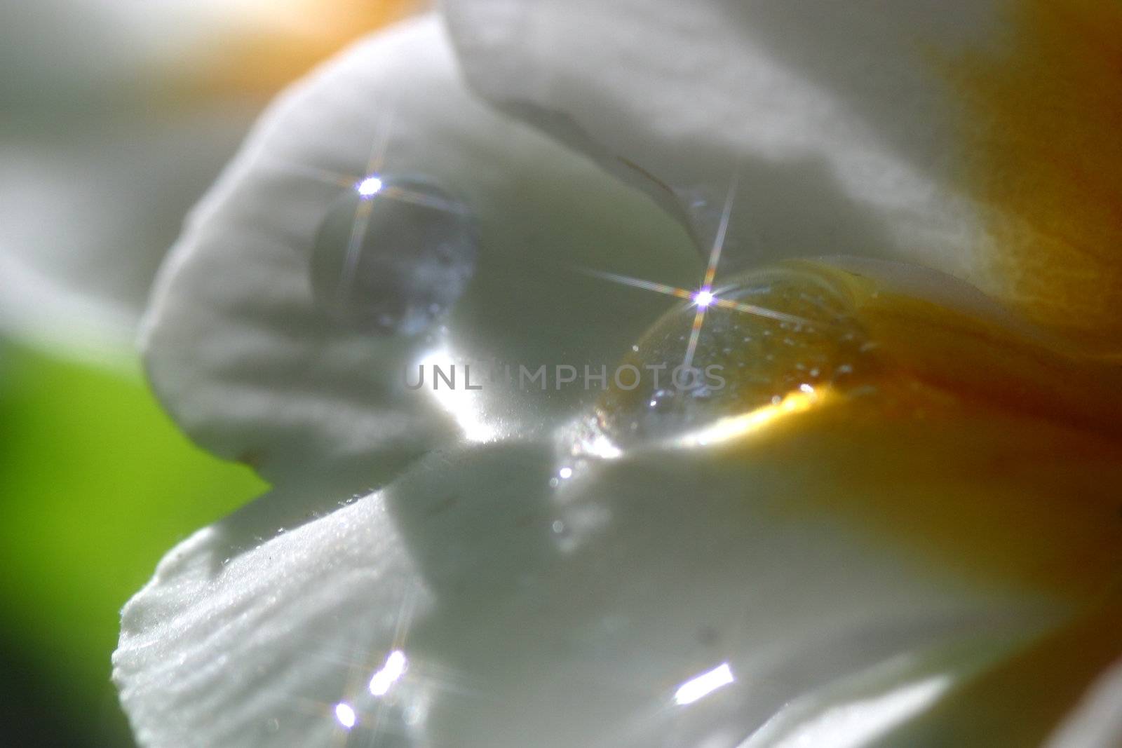 Primrose (Primula) macro
