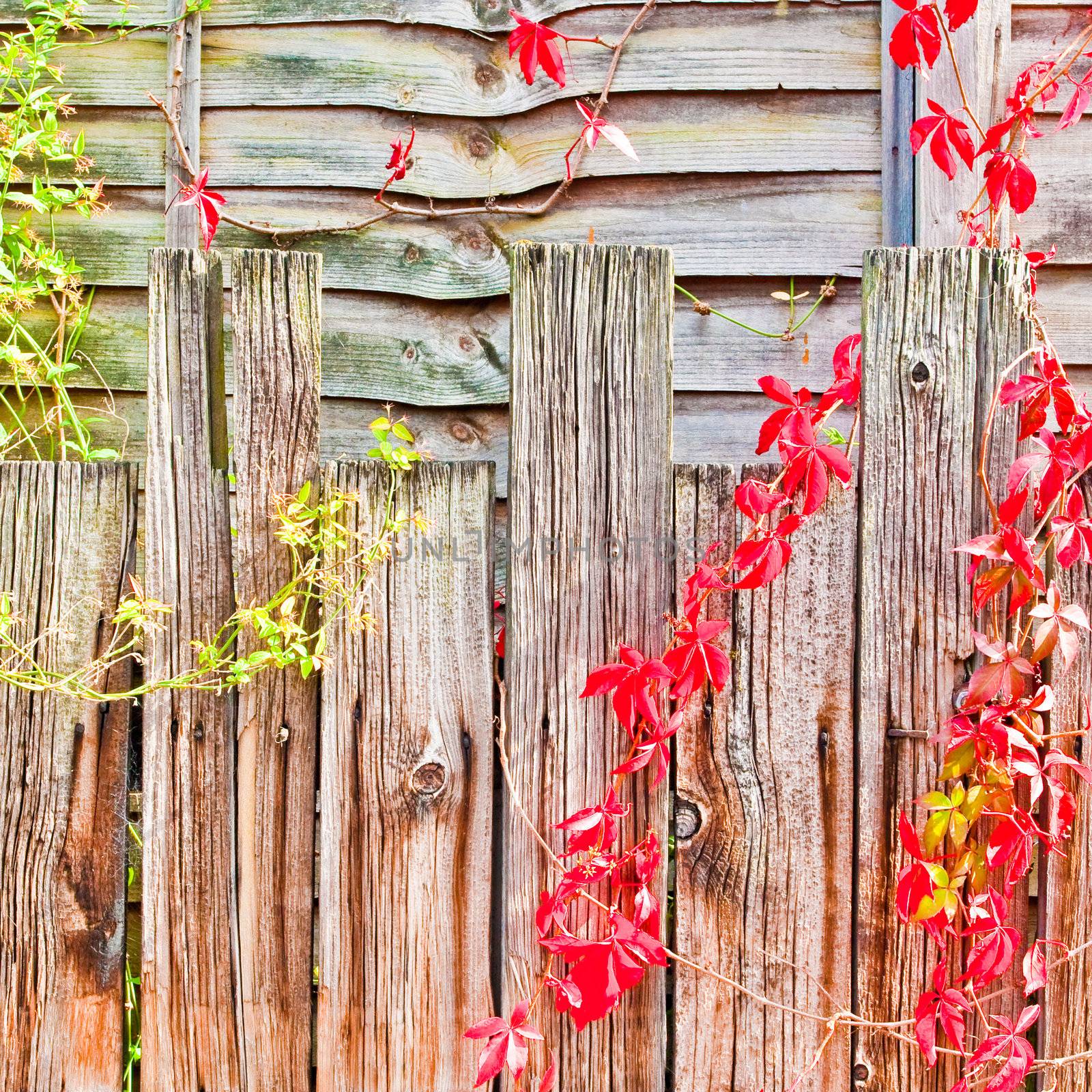 Nice detailed backgroun d image of a fence with red and green ivy