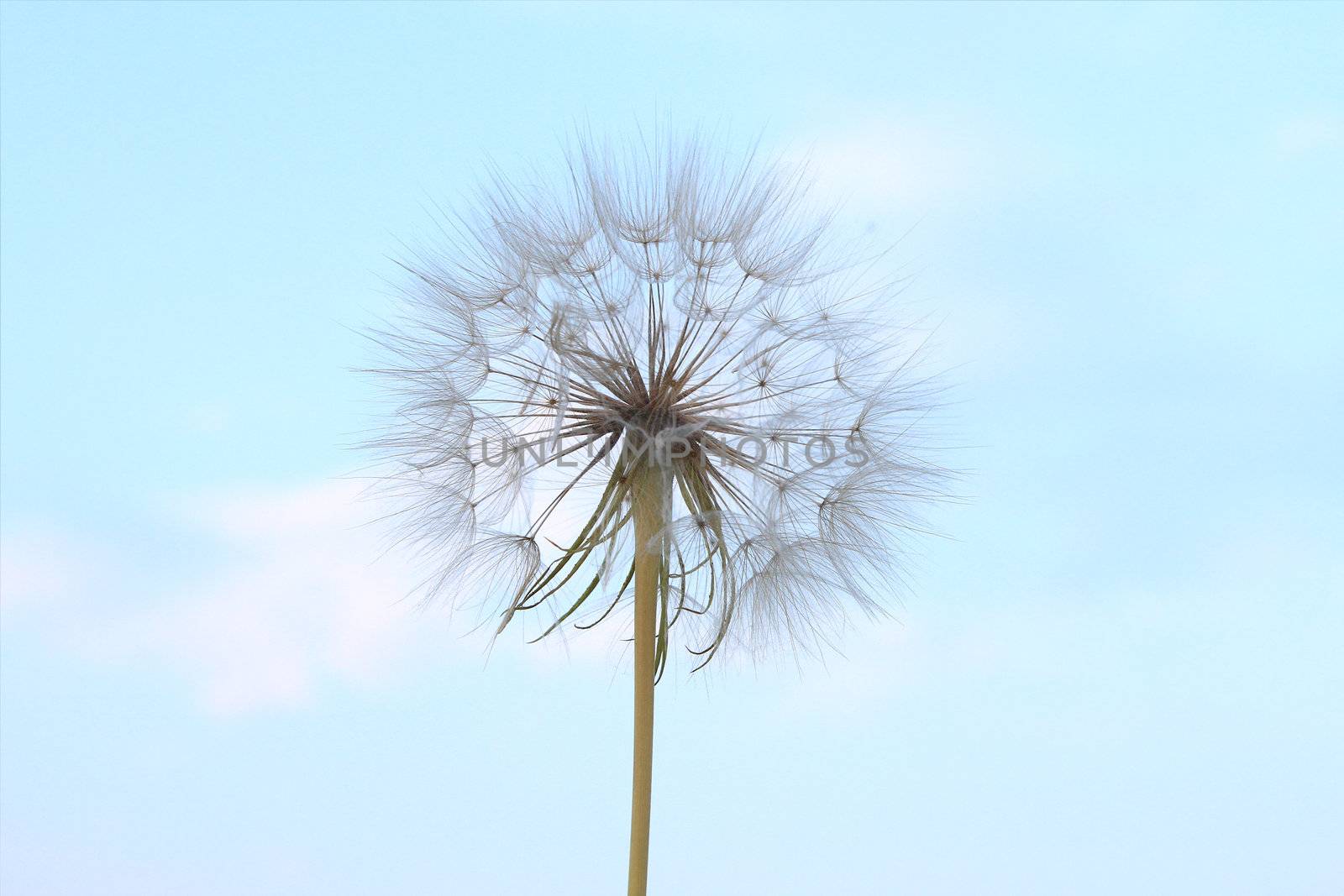 Giant dandelion in a nice cyan blue sky background - good usage for background.