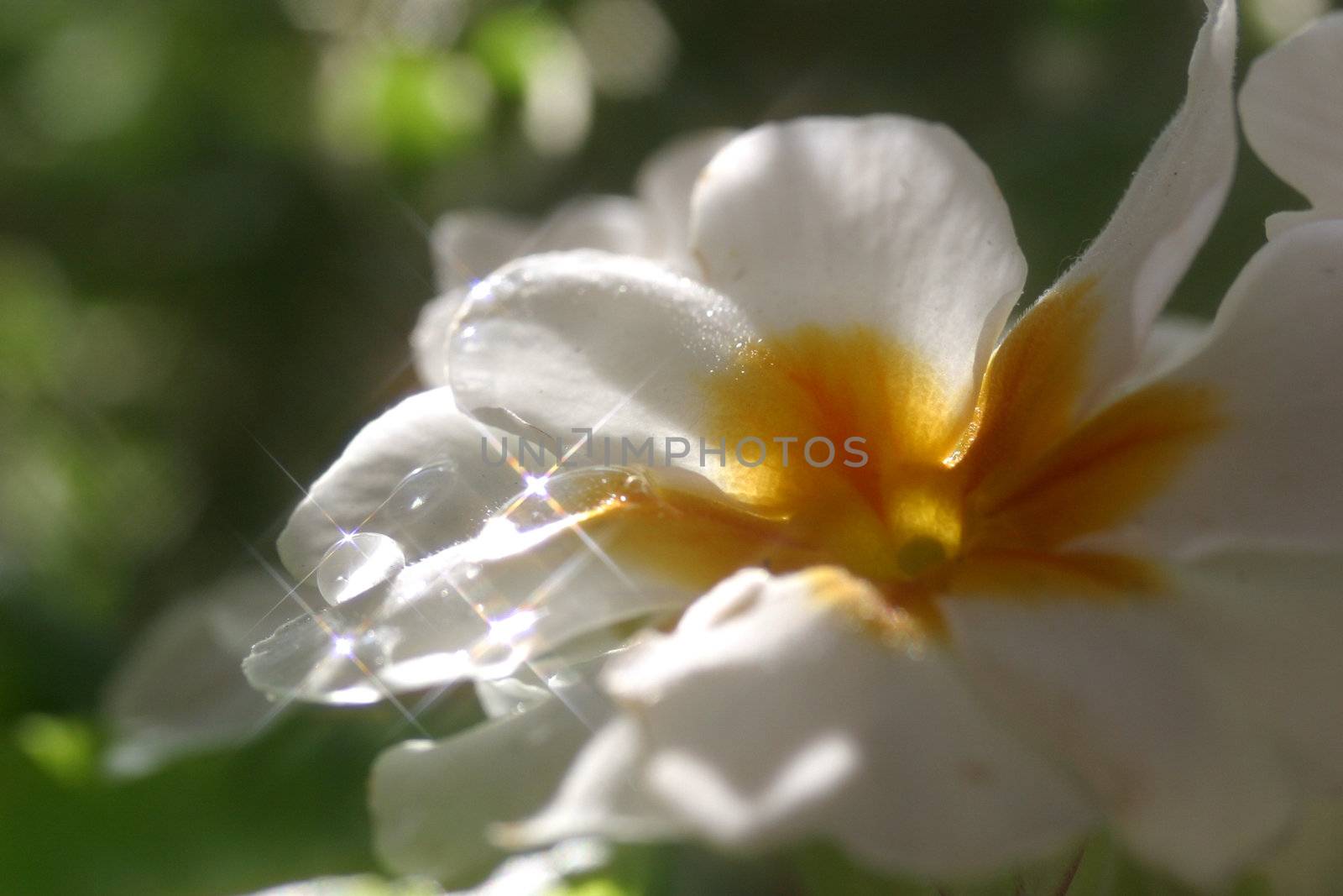 Primrose (Primula) macro