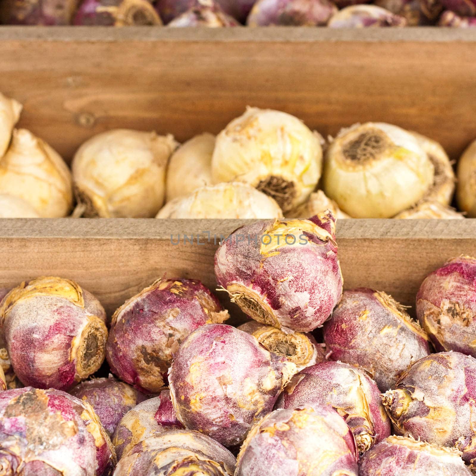 various spring flower bulbs for sale in a wooden crate