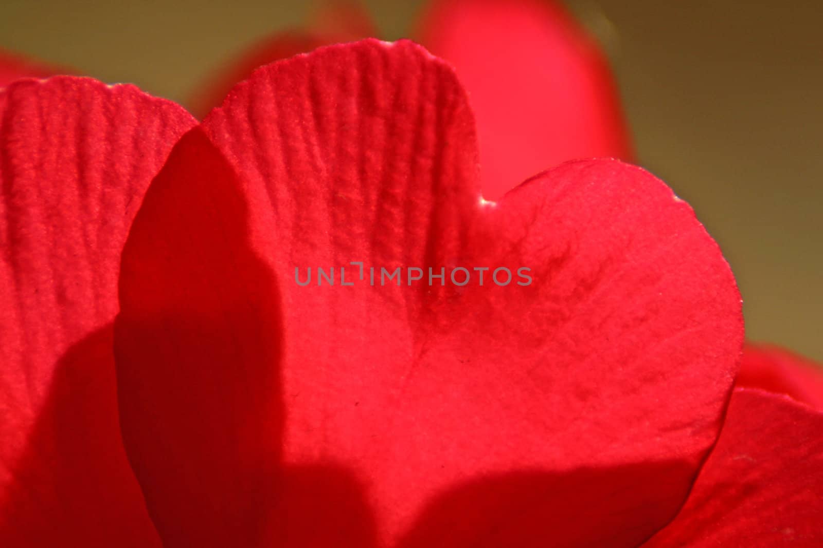 Sheets of red tulips