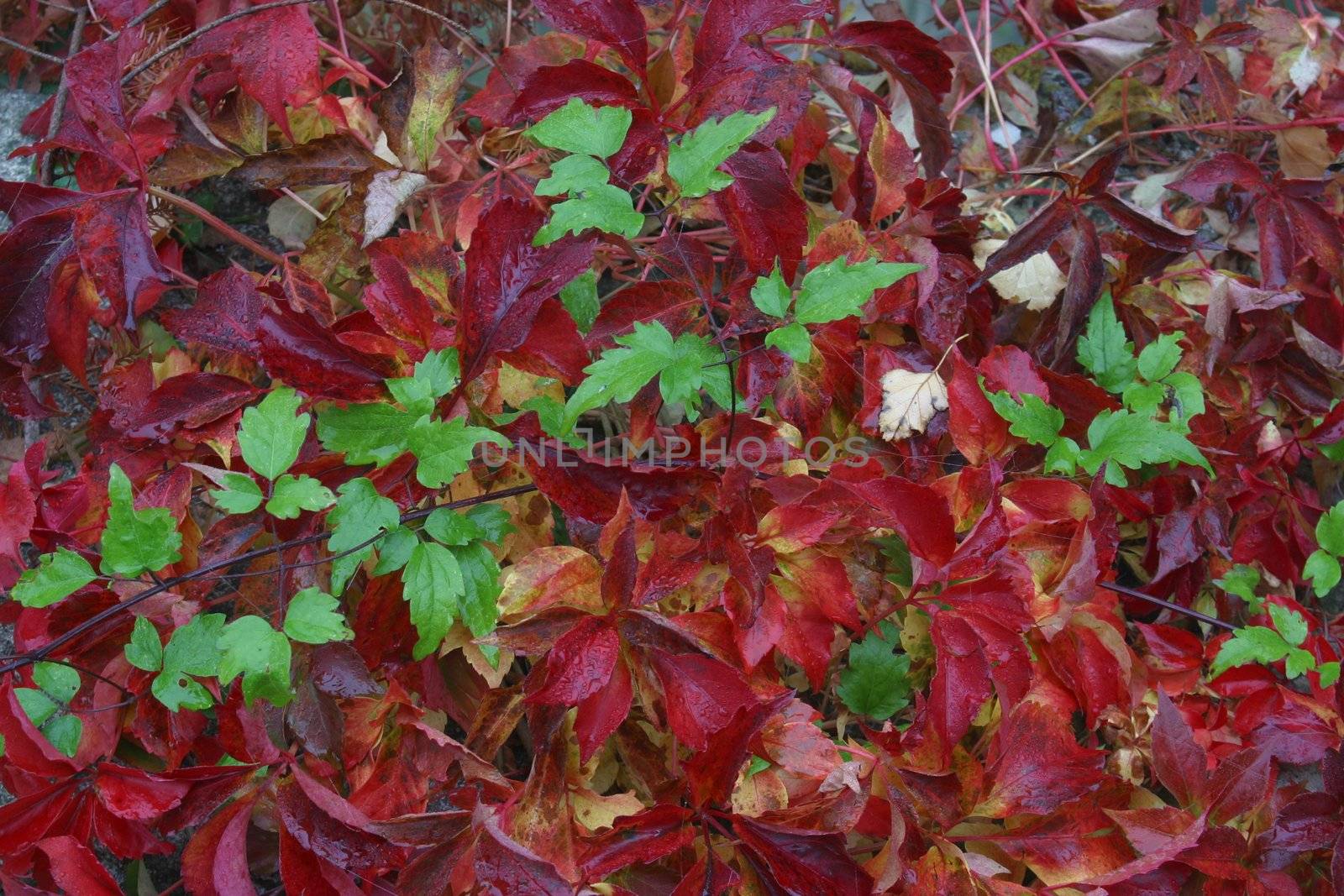 Autumn leaves