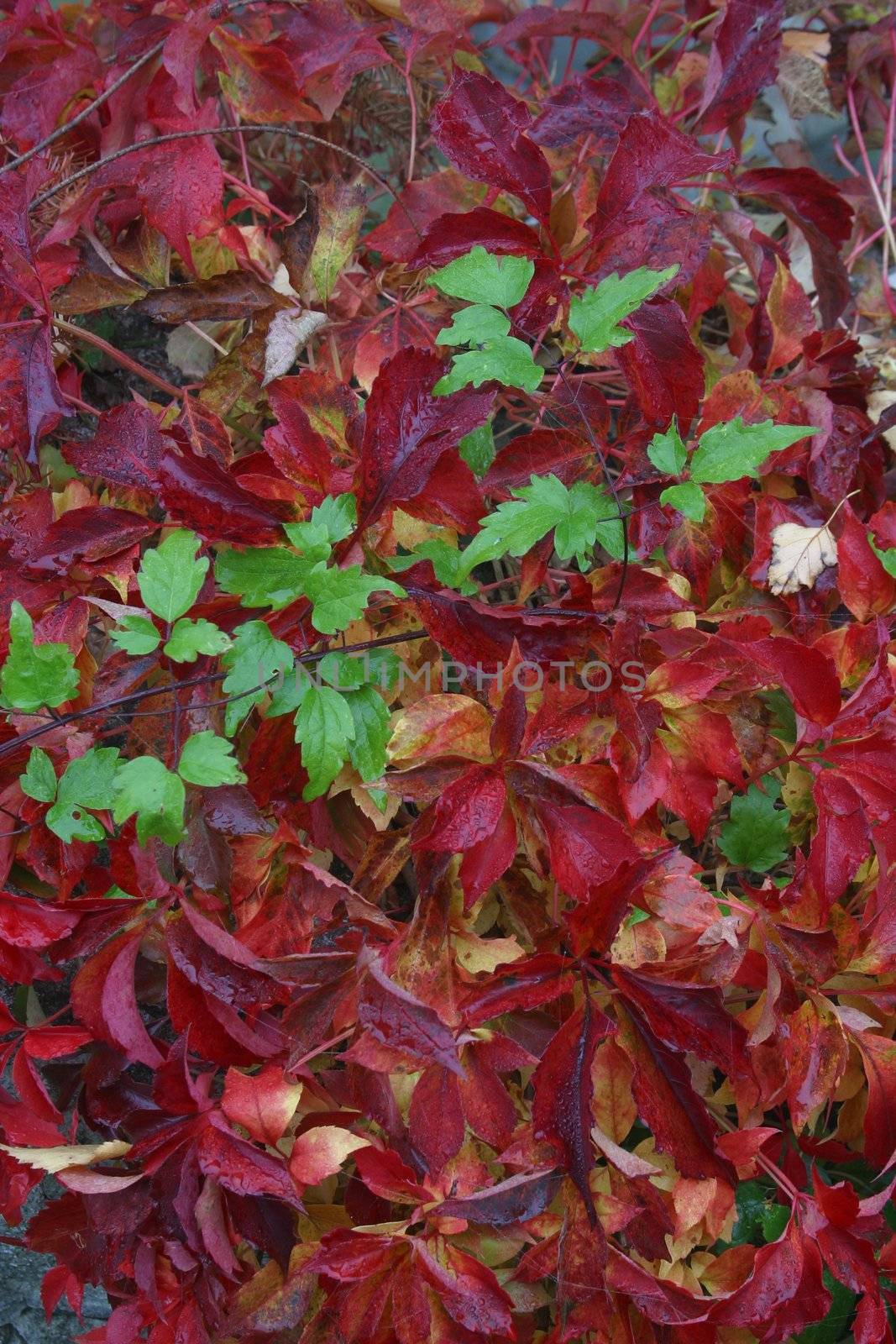 Autumn leaves