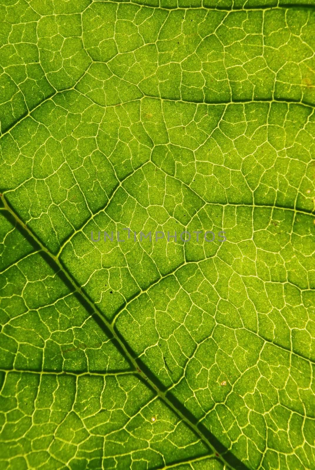 Green leaf background. by Vitamin