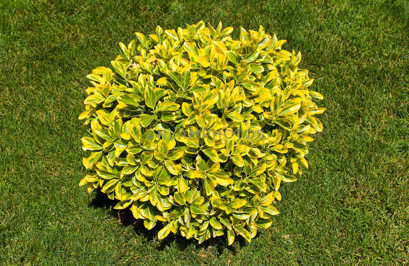 close-up ornamental bush on green grass
