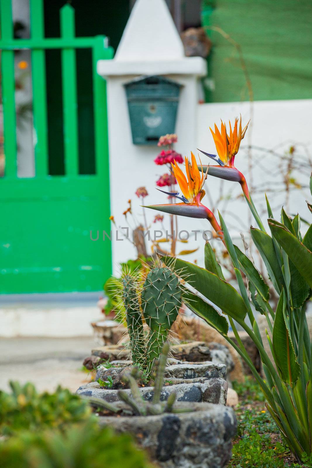 Photo of a bird of paradise flower Strelitzia, the growing front of the villa with a green gate, Canary Islands