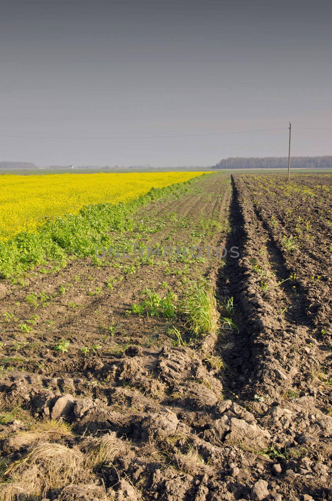 Agricultural rapeseed. Plowed and planted field. by sauletas