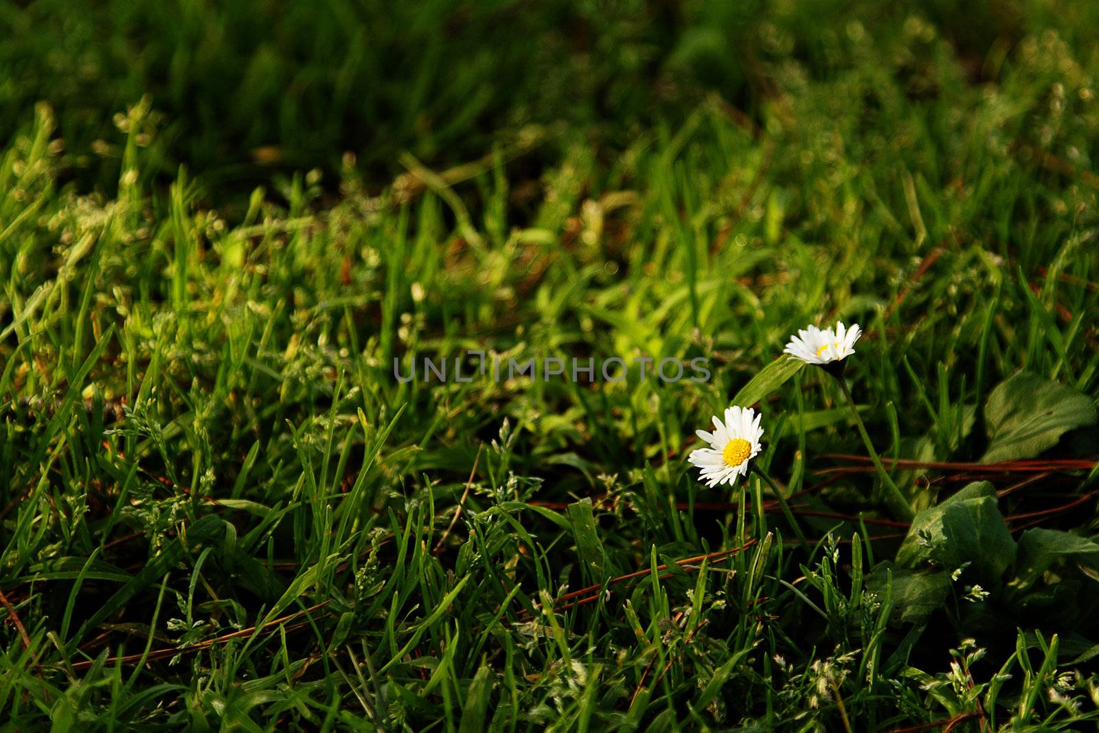 Two small white daisies among green grass