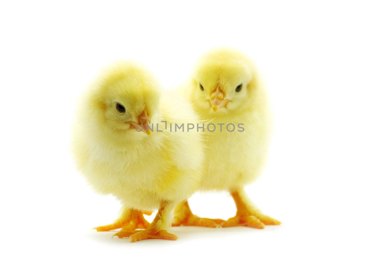 Cute little baby chicken isolated on white background