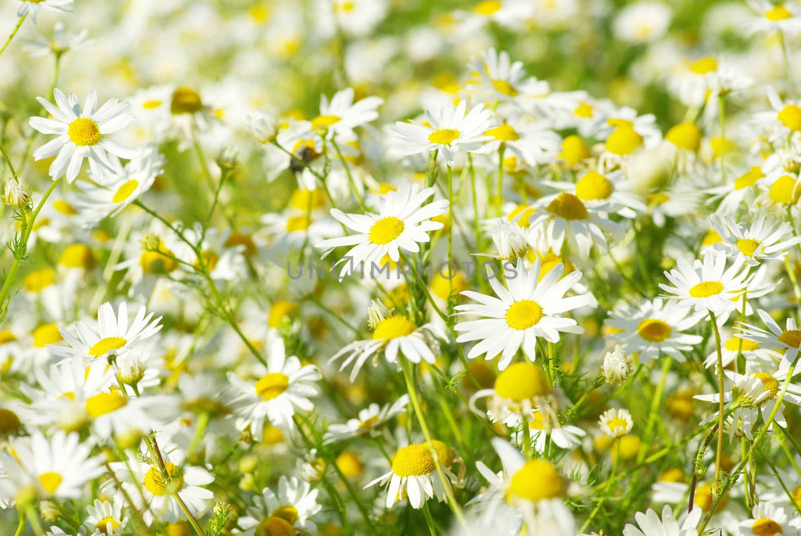 Summer field with a lot of camomiles