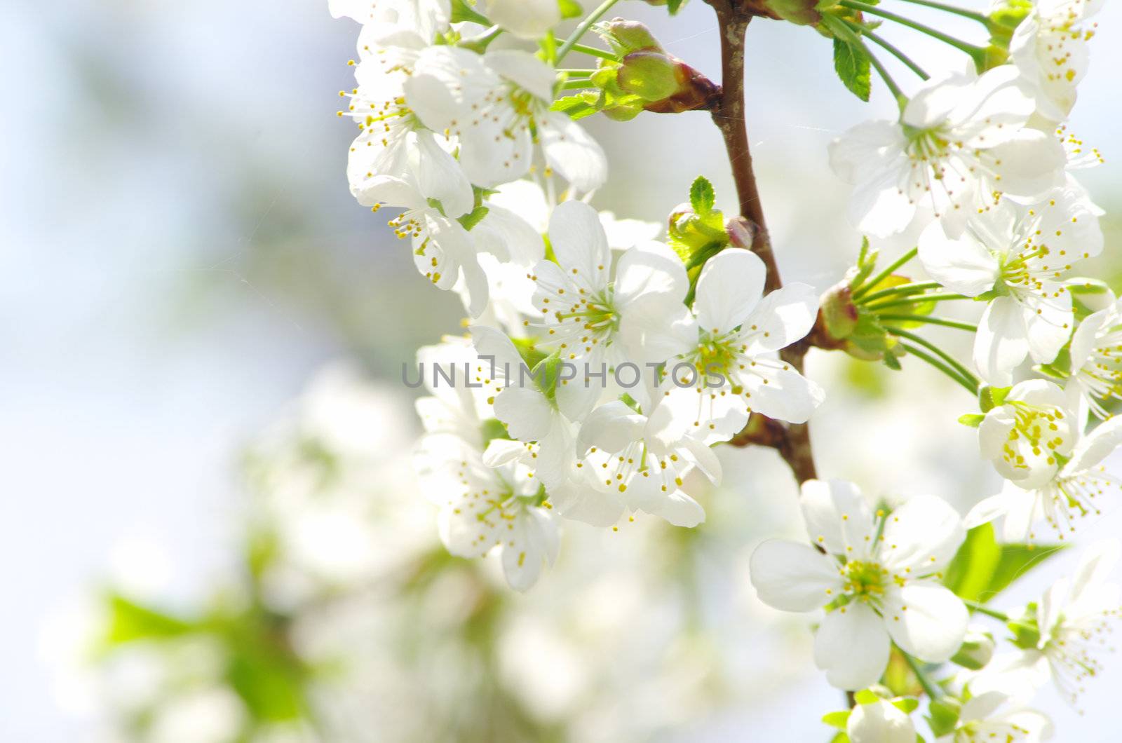  Close up of the spring cherry flowers    