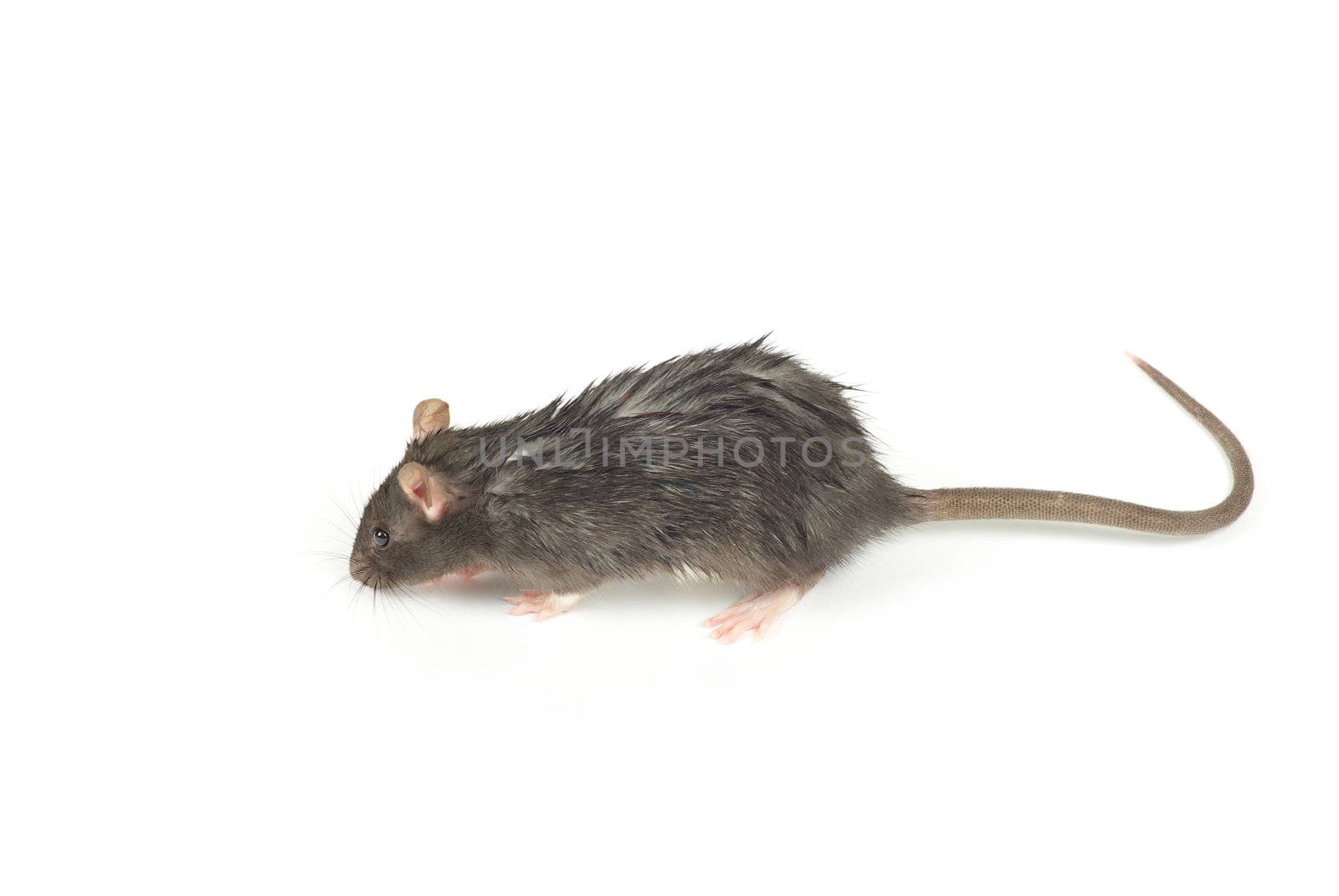 funny rat  isolated on white background