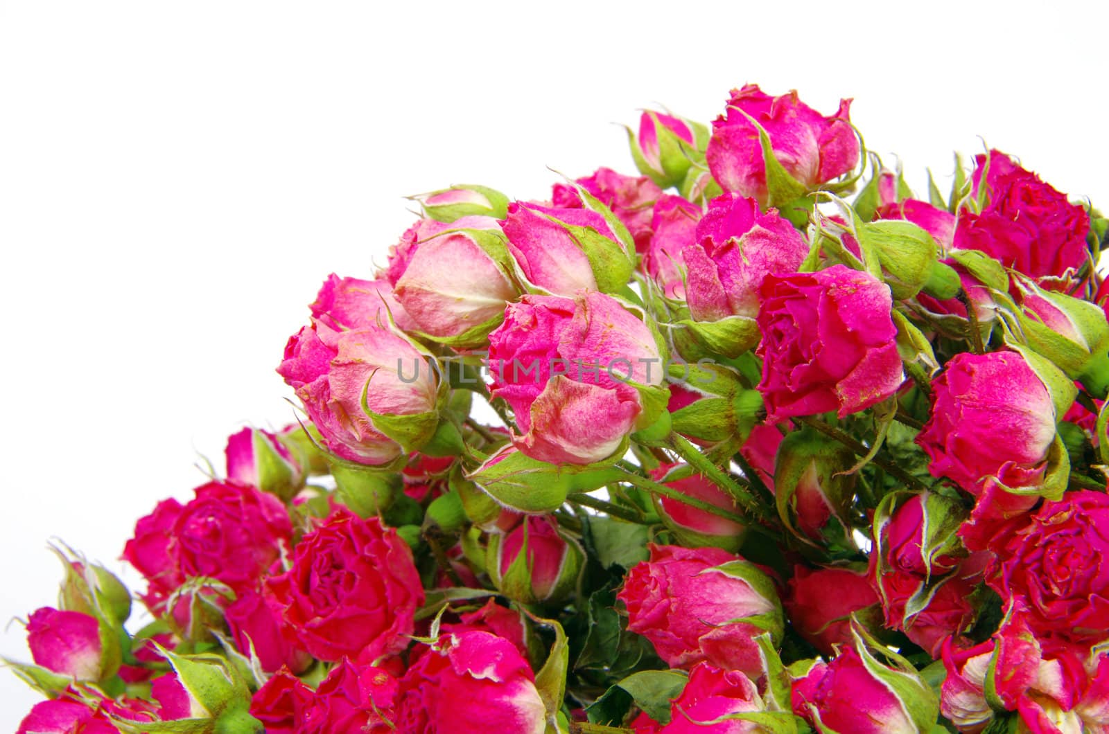 Close-up shot of a red roses