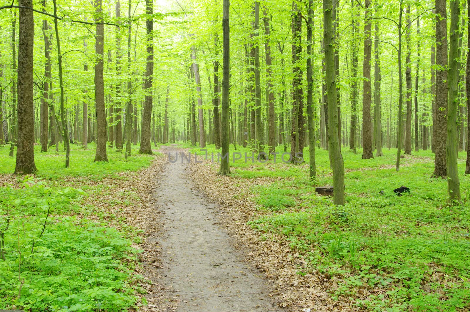 a path is in the green forest