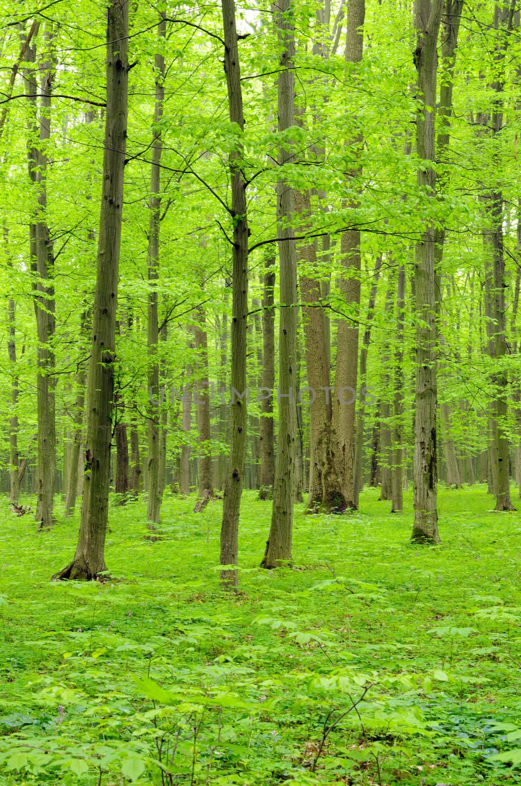 a path is in the green forest