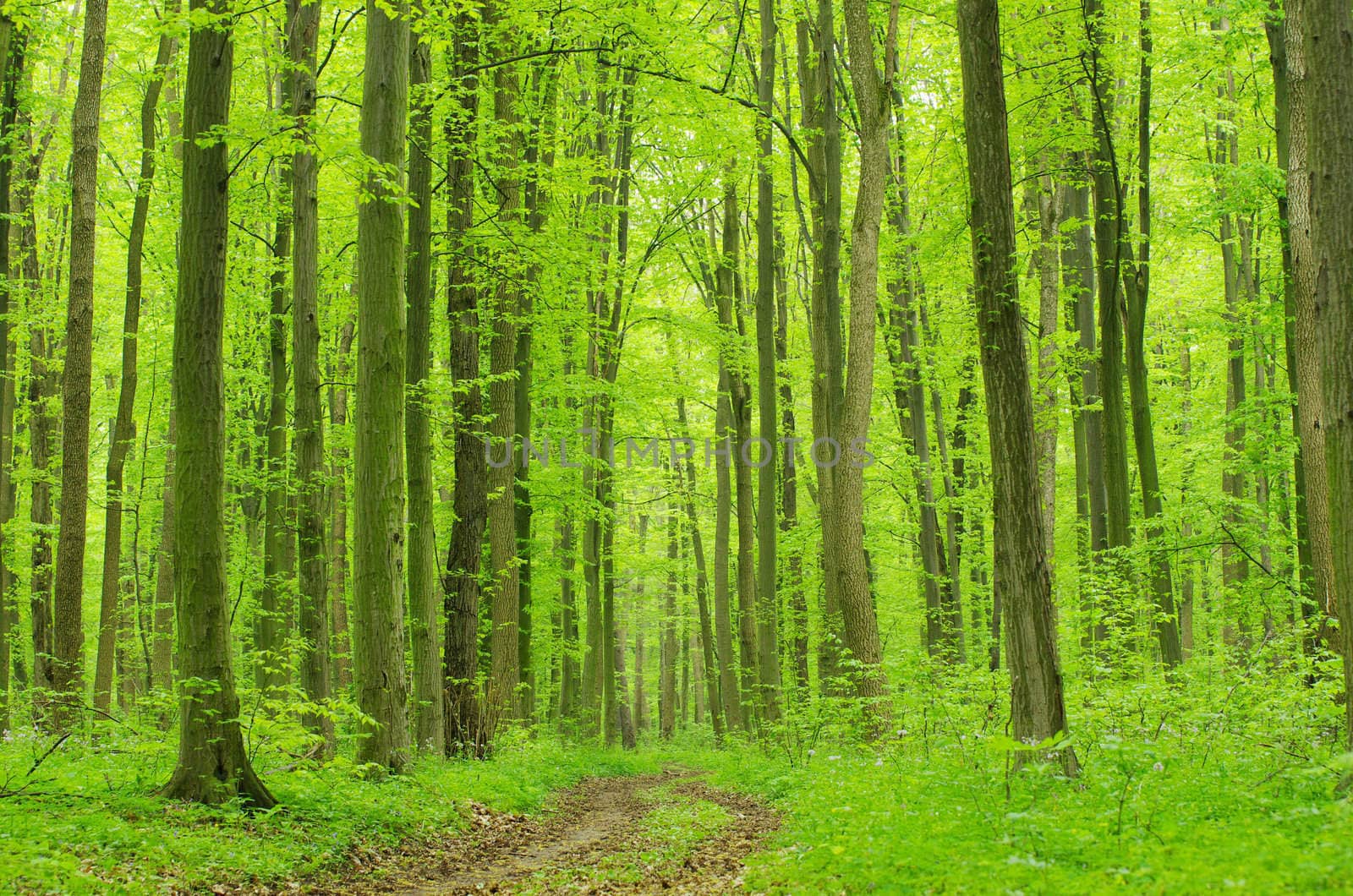a path is in the green forest