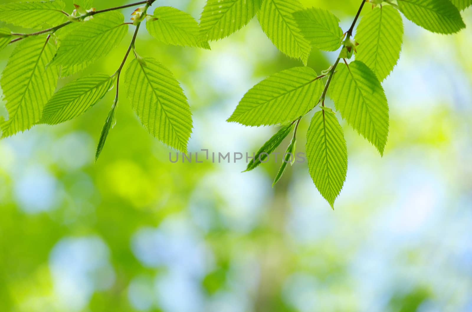 green leaves background in sunny day