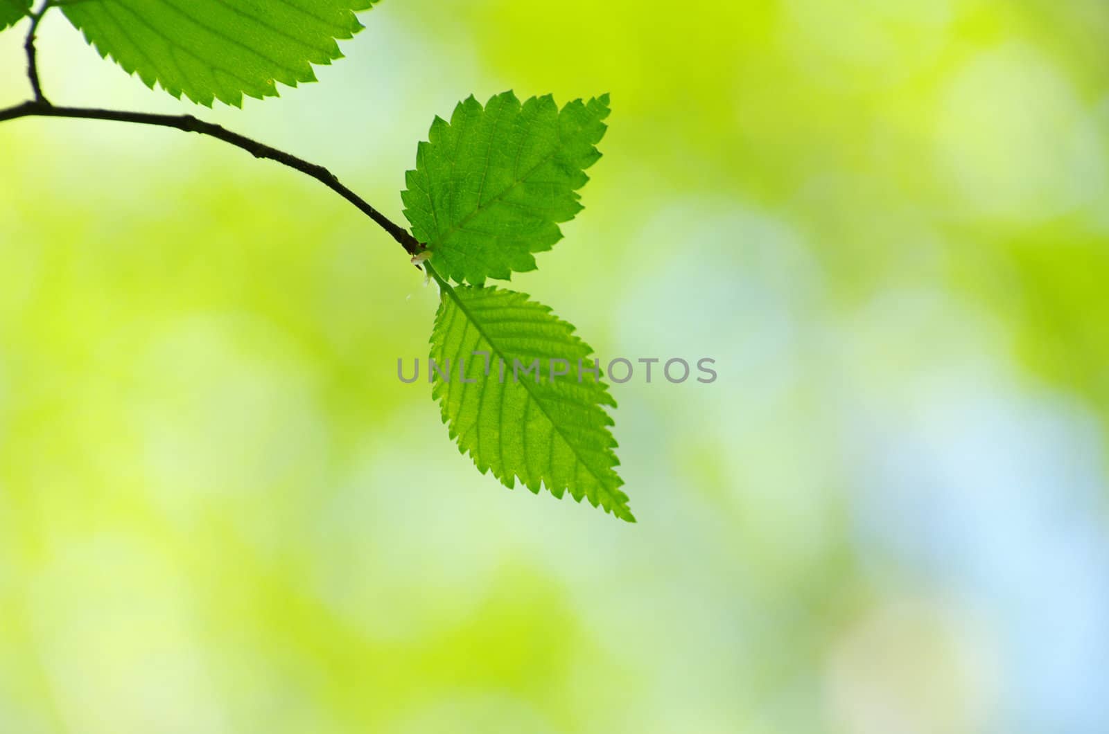 green leaves background in sunny day