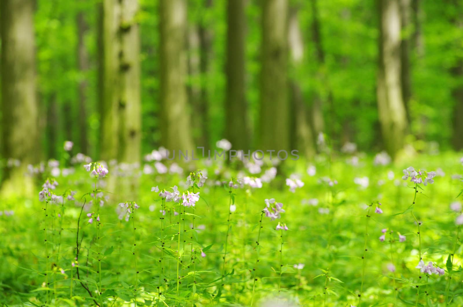 green forest background in a sunny day