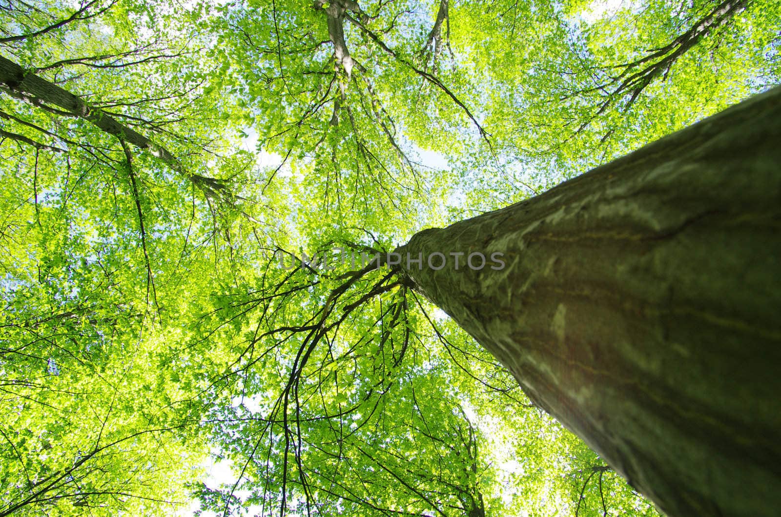 green forest background in a sunny day