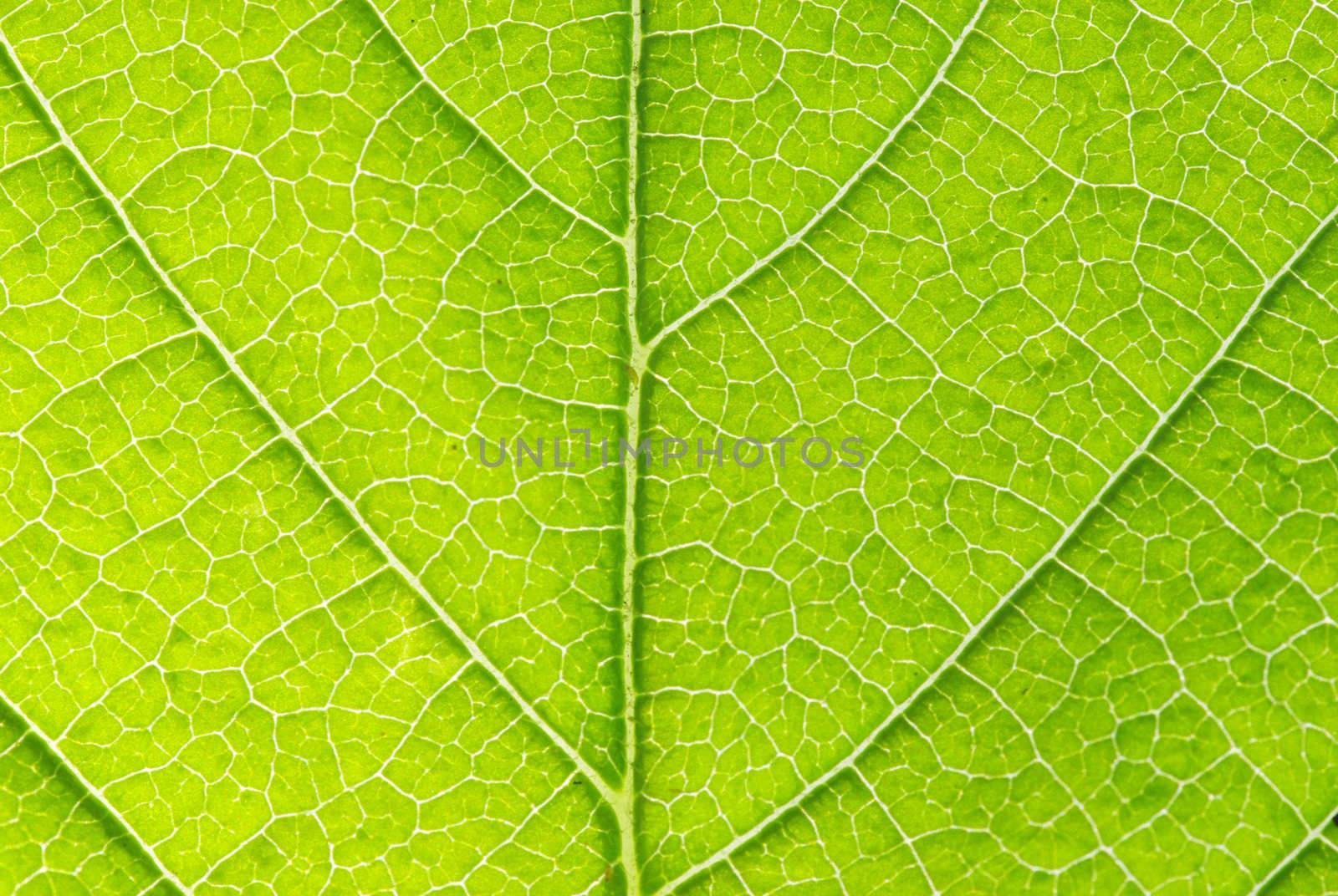 structure of leaf natural background