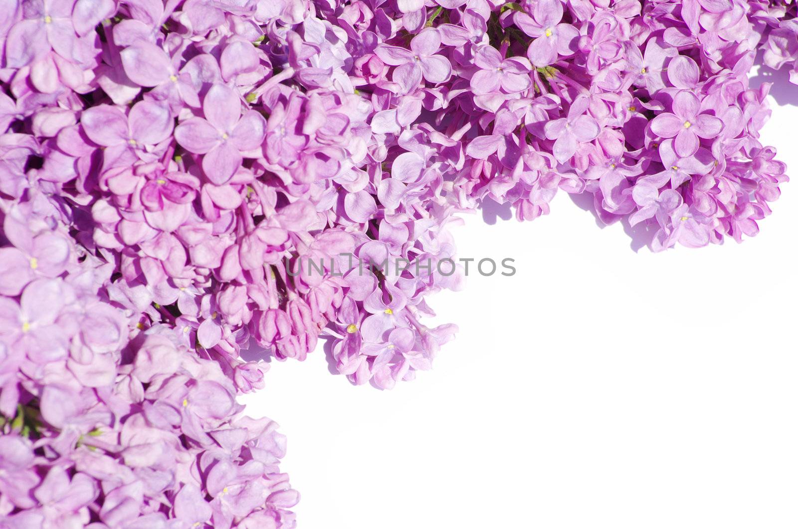 lilac flower isolated on white background