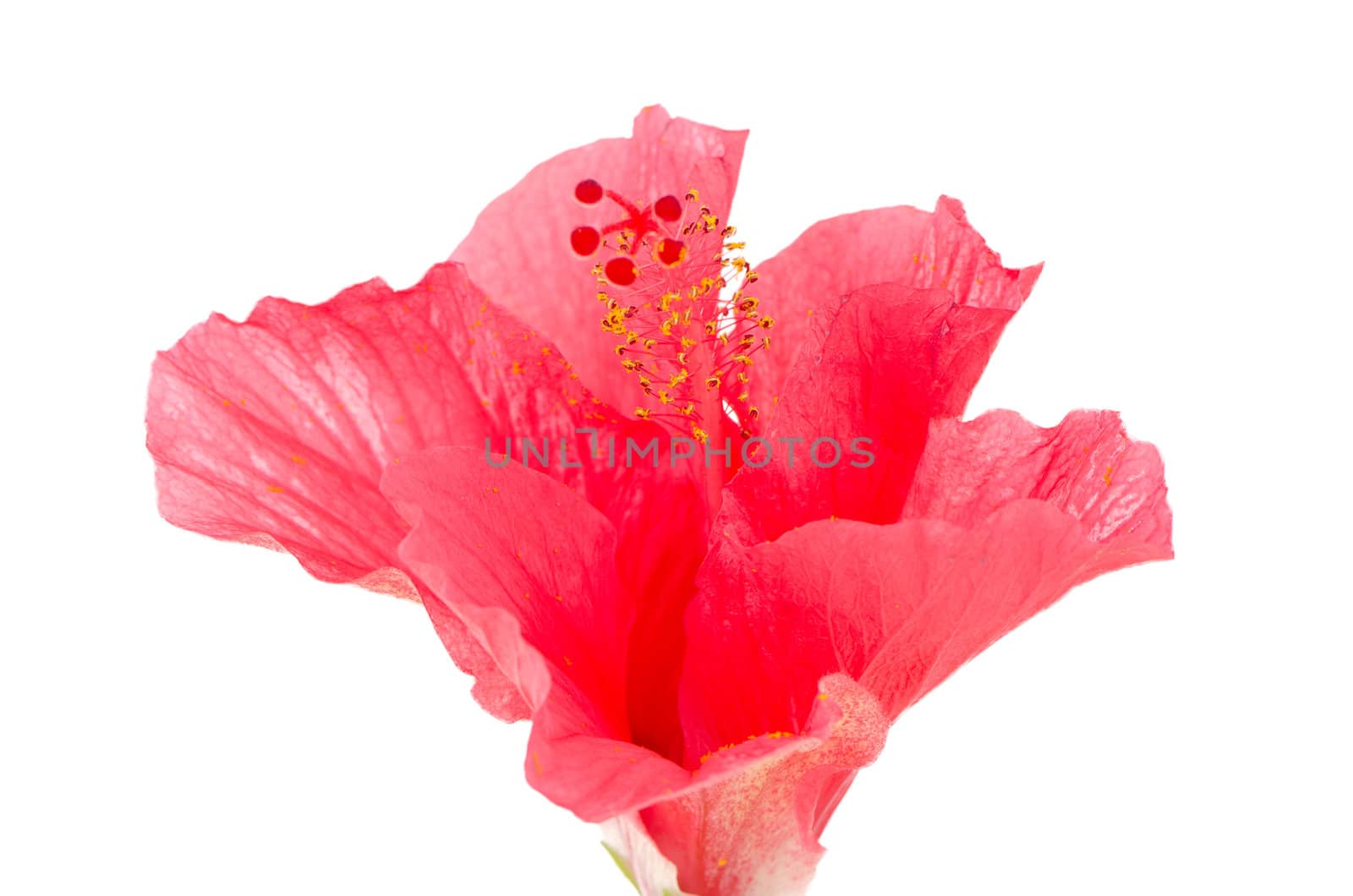 Pink hibiscus blossom detail isolated on white background.