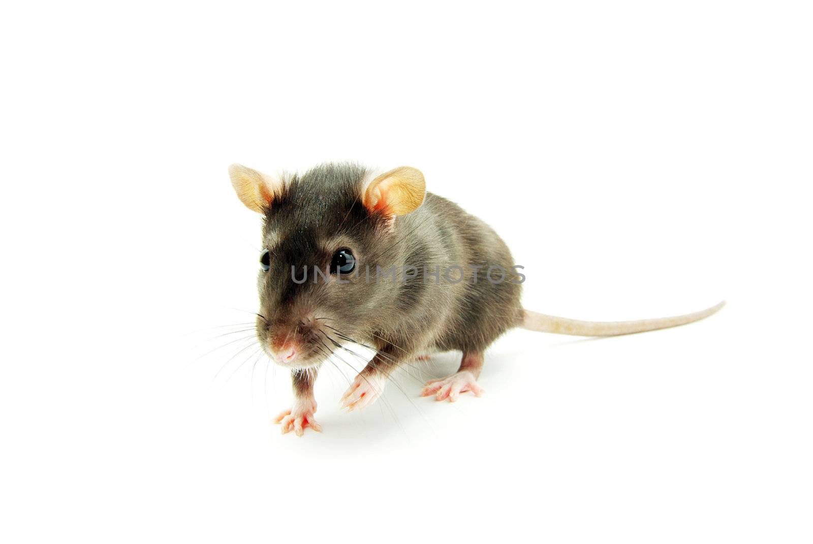 rat  isolated on white background