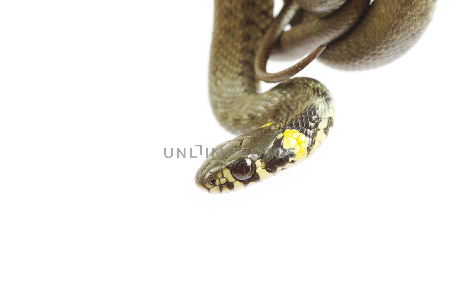 snake isolated on white background