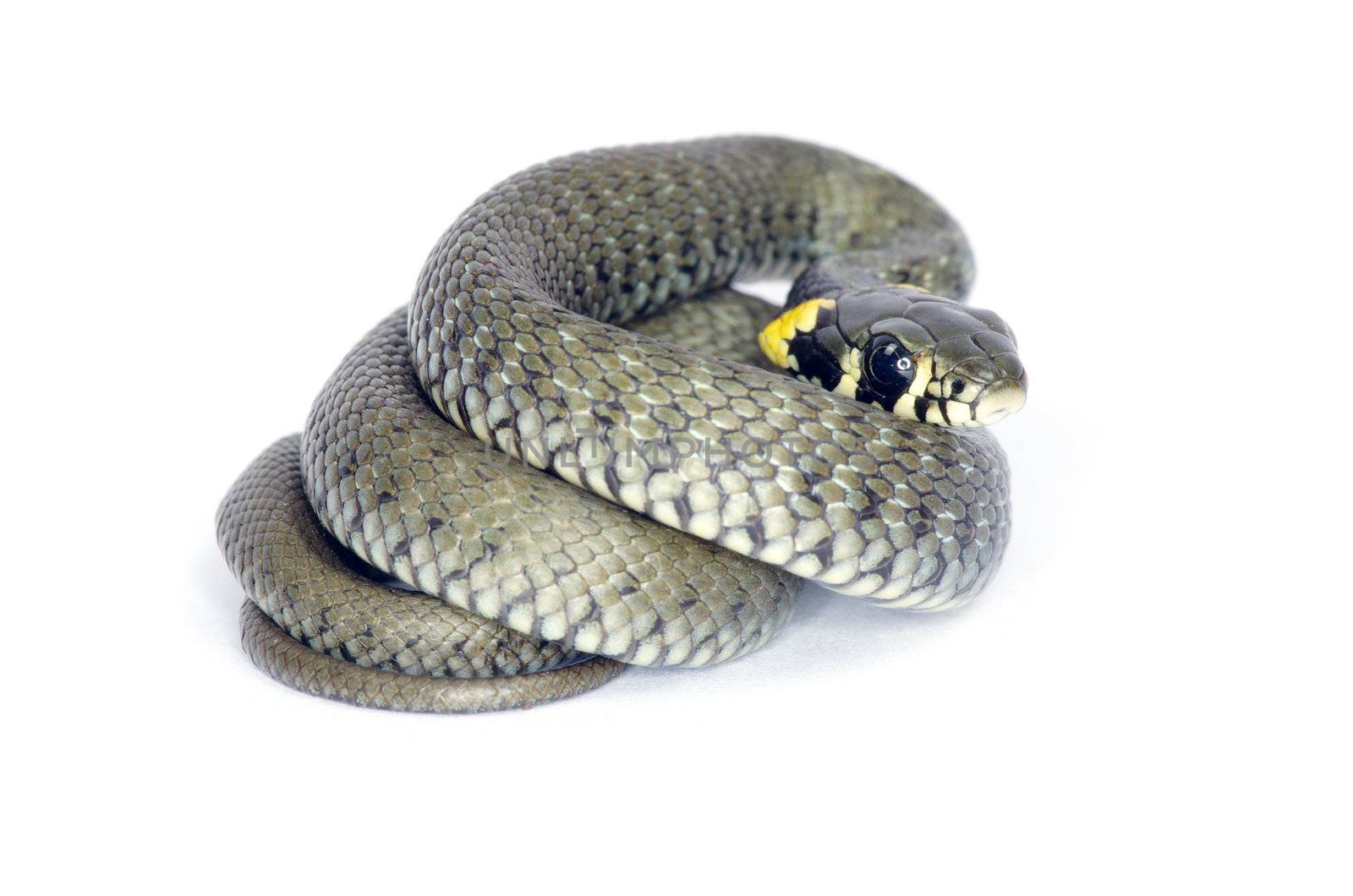 snake isolated on white background