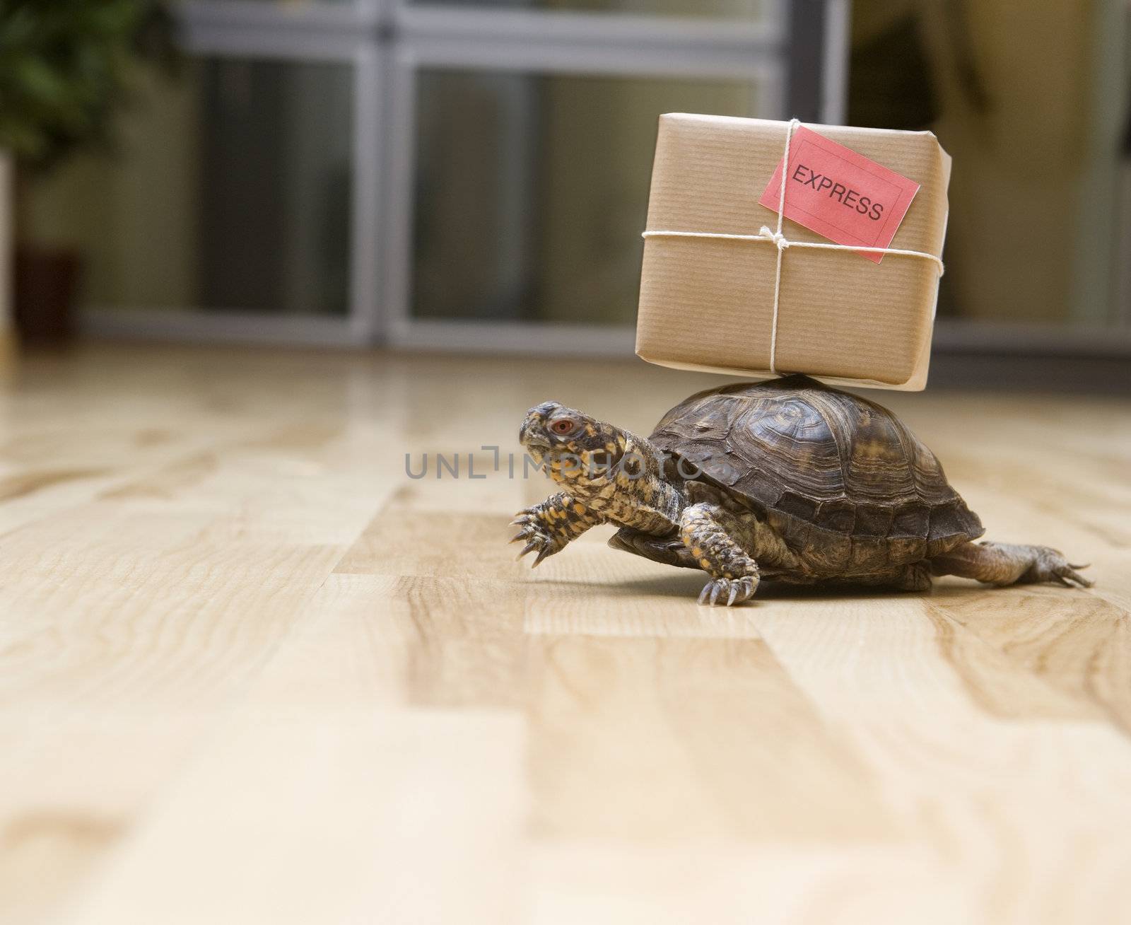 Turtle with a package indoor