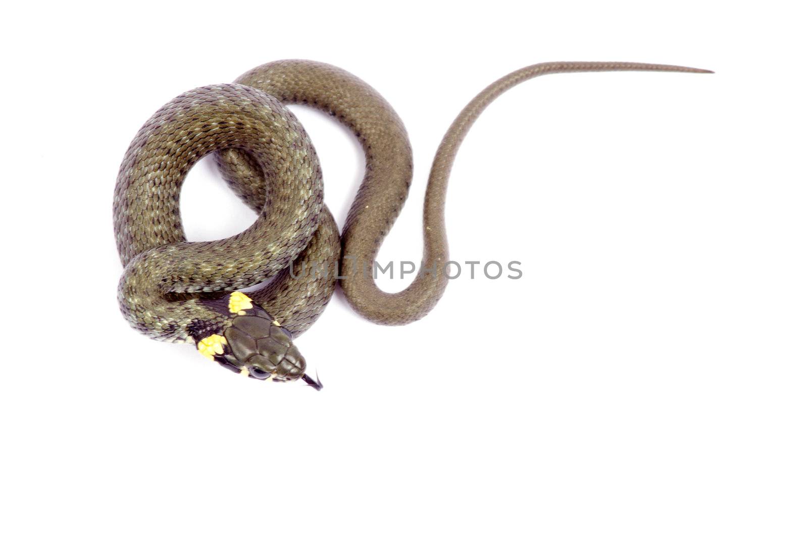 snake isolated on white background