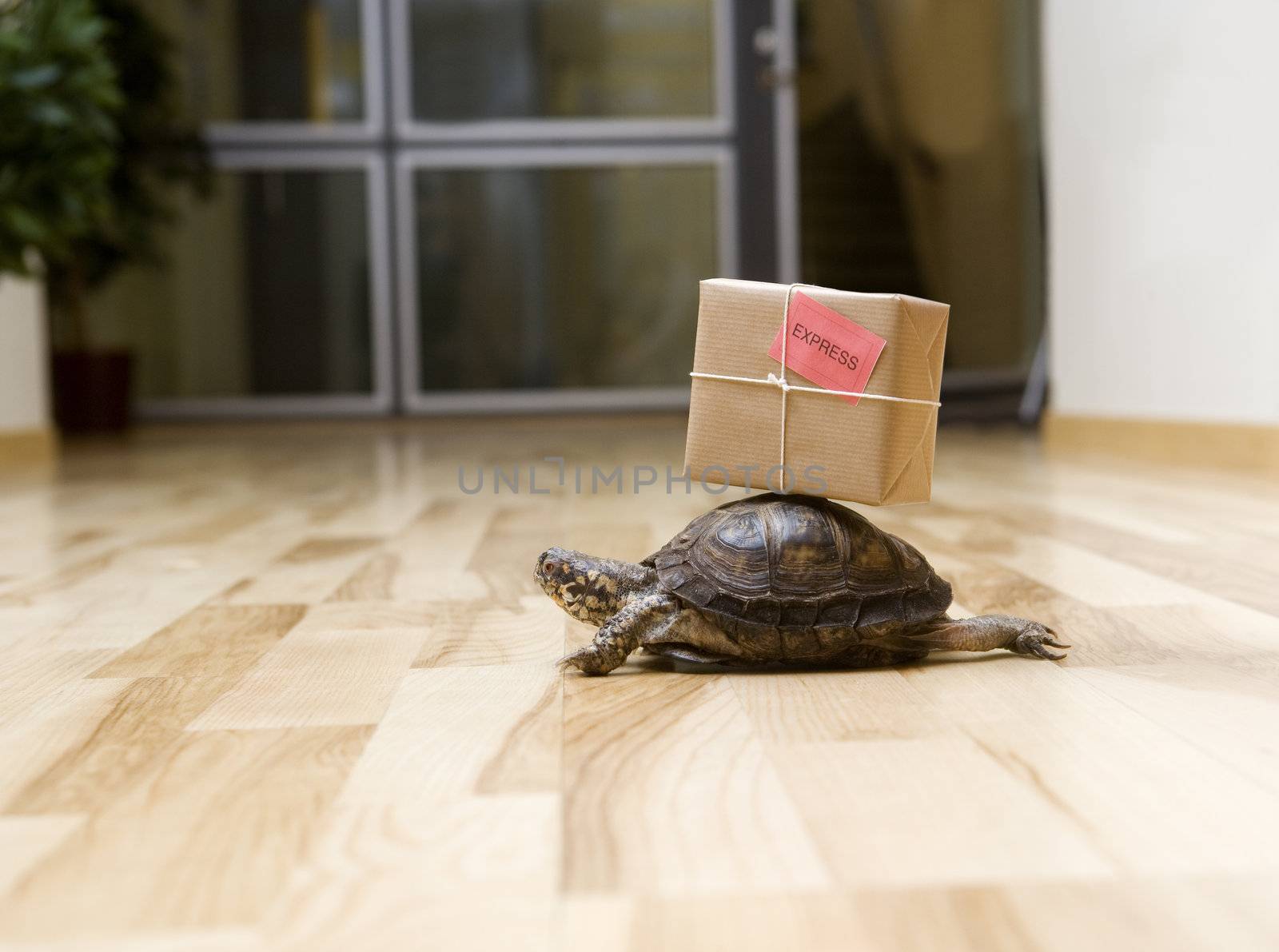 Turtle with a package indoor