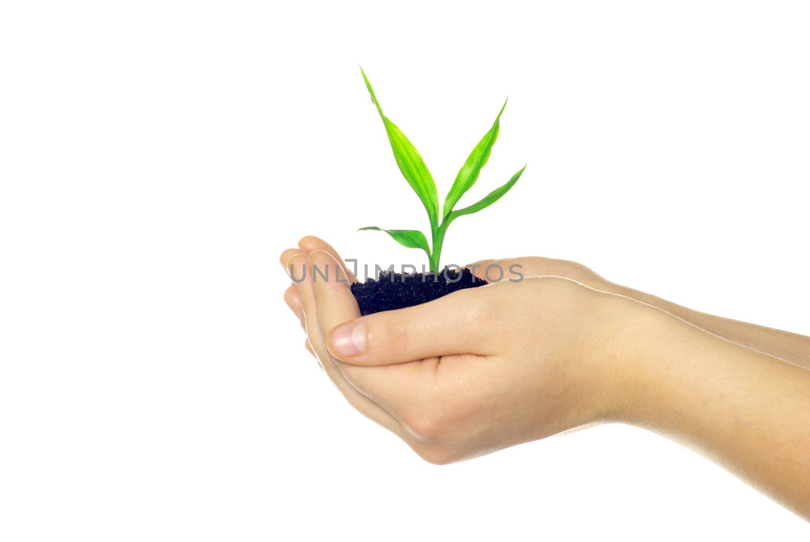  plant in hands isolated on white