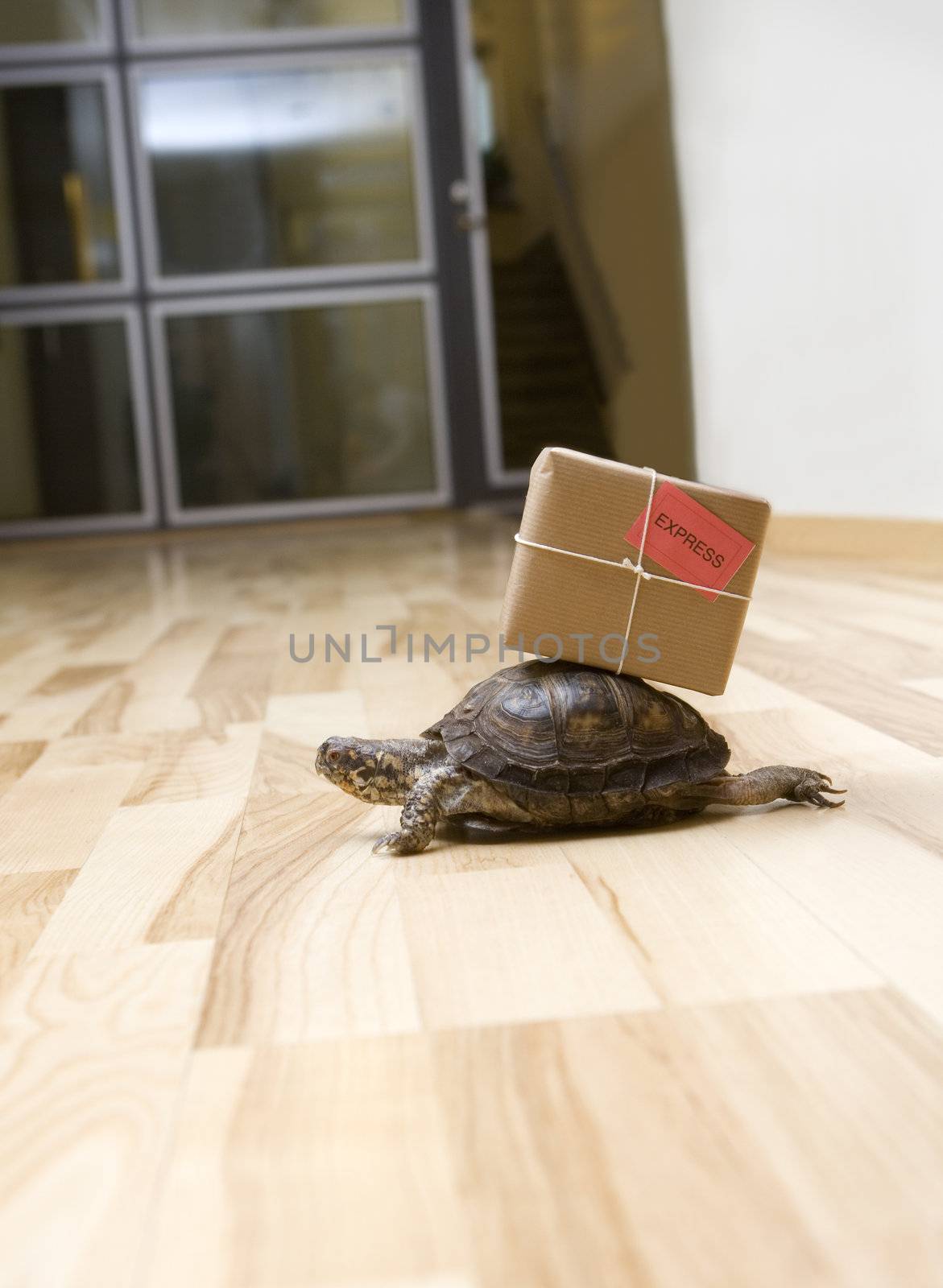Delivery Turtle by gemenacom