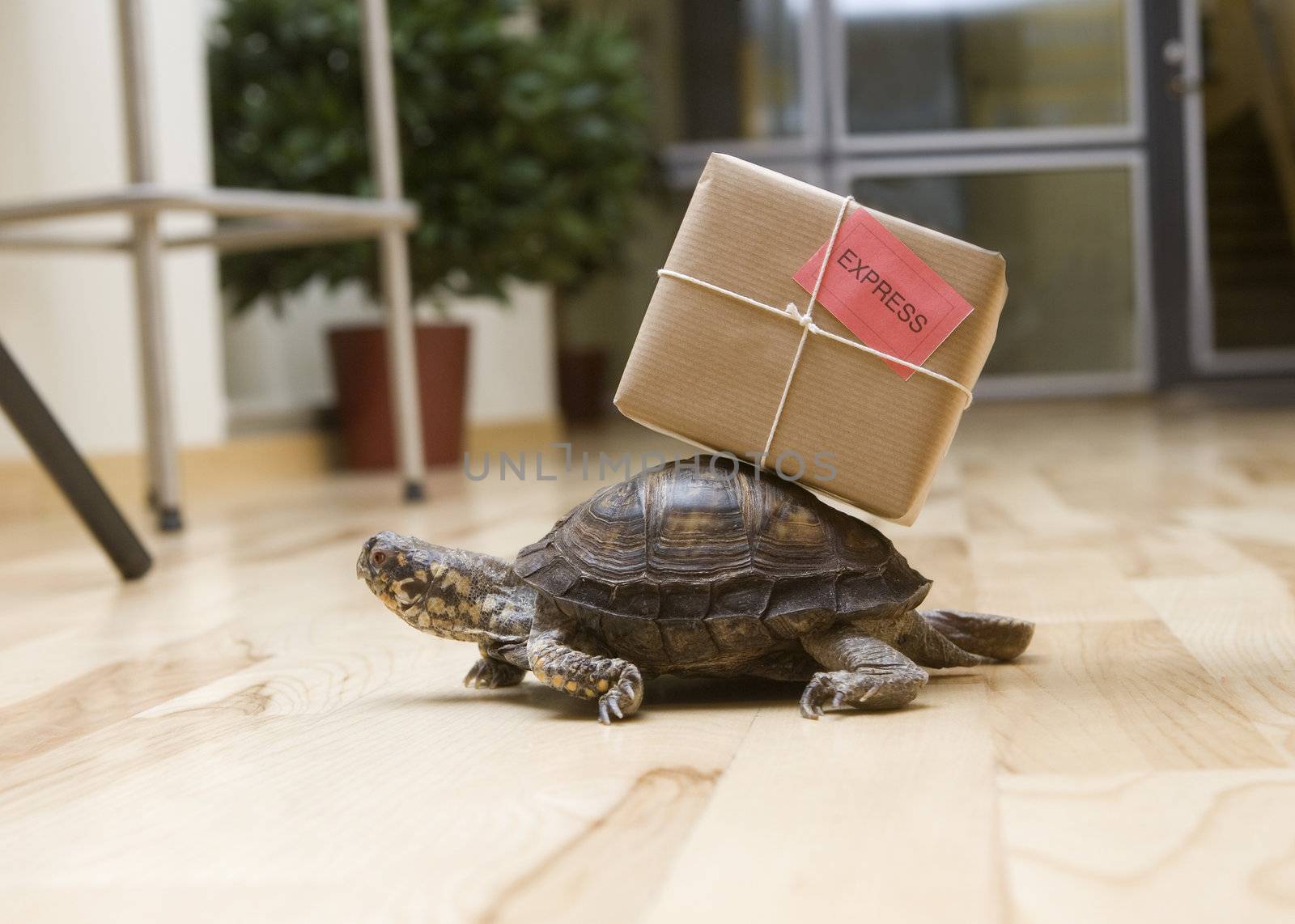 Turtle with a package indoor