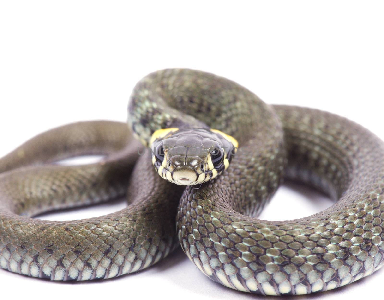 snake isolated on white background