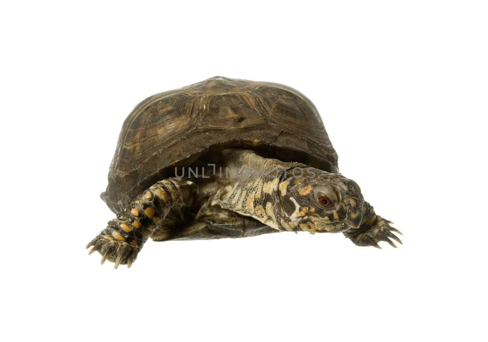 Turtle isolated on white background