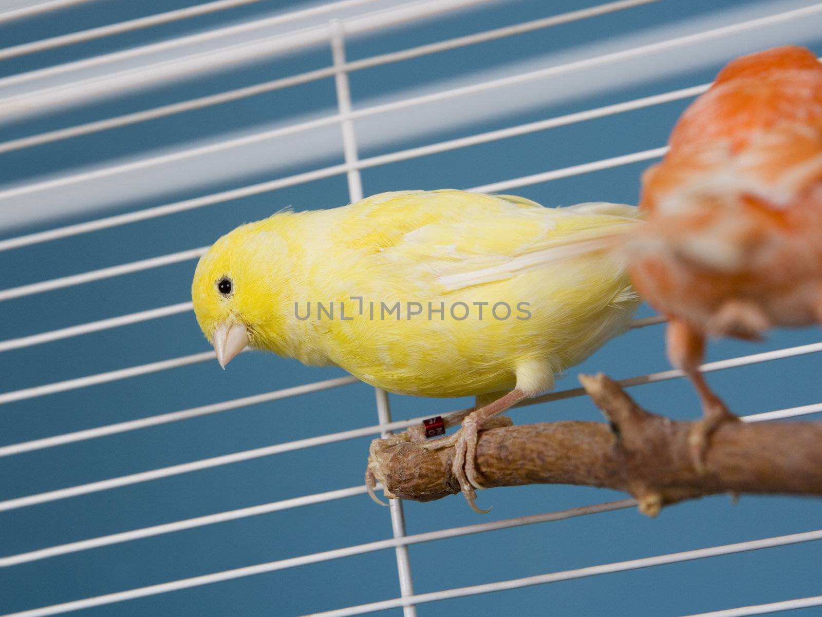 Two Pet Birds in a Cage